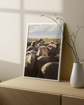Range Sheep