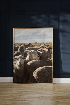 Range Sheep
