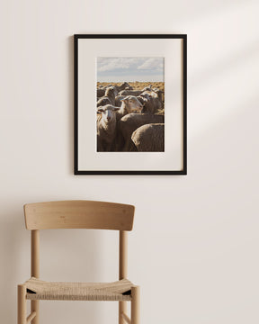 Range Sheep