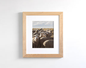 Range Sheep