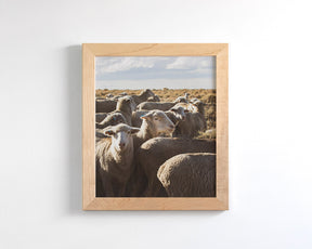 Range Sheep