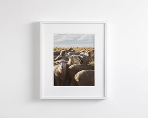 Range Sheep