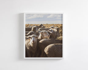 Range Sheep