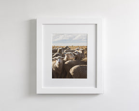Range Sheep