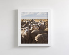 Range Sheep