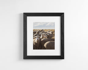 Range Sheep