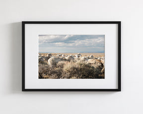 Sheep on the Go