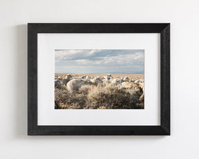 Sheep on the Go