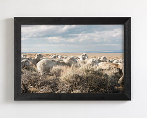 Sheep on the Go