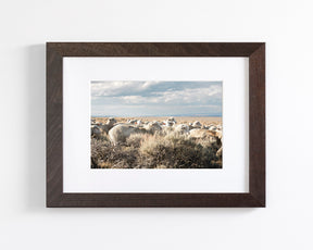 Sheep on the Go