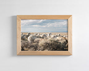 Sheep on the Go
