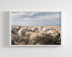 Sheep on the Go