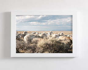 Sheep on the Go