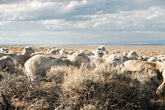 Sheep on the Go