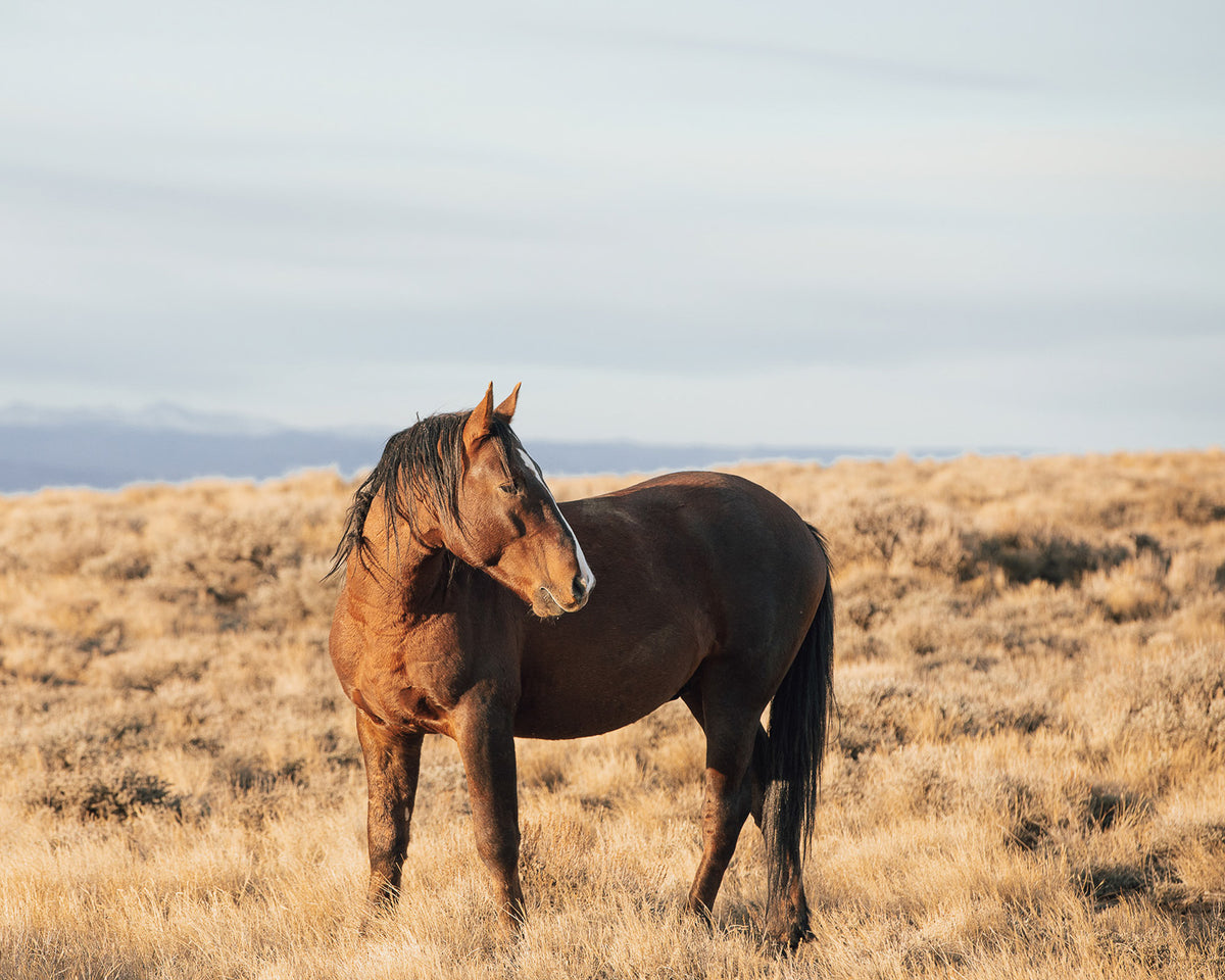 Stallion Guard