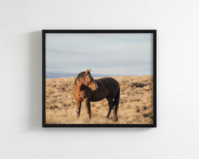 Stallion Guard