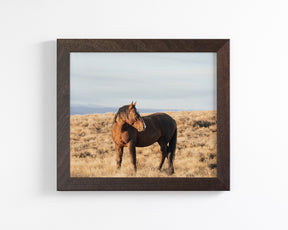 Stallion Guard