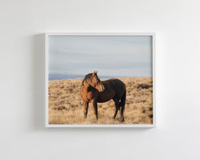 Stallion Guard