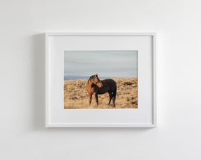 Stallion Guard
