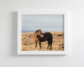Stallion Guard