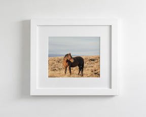 Stallion Guard