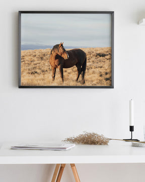 Stallion Guard