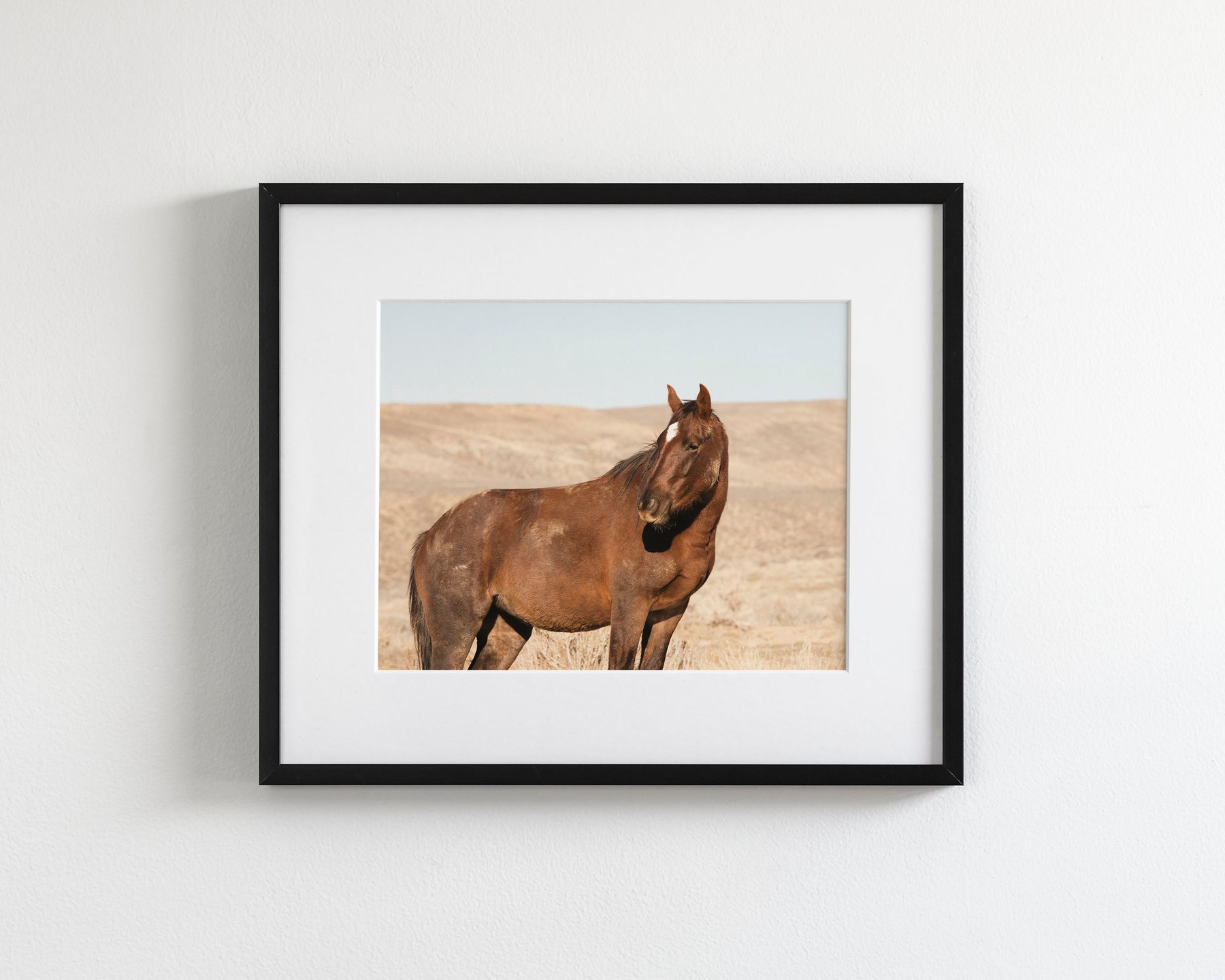 Guard- Wild Stallion Photograph
