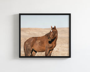 Guard- Wild Stallion Photograph