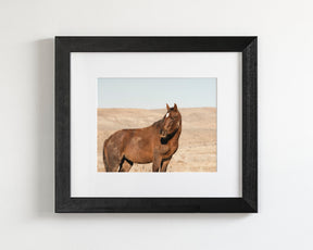 Guard- Wild Stallion Photograph