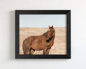 Guard- Wild Stallion Photograph
