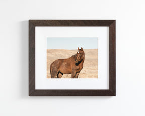 Guard- Wild Stallion Photograph