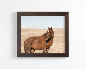 Guard- Wild Stallion Photograph