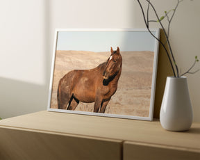 Guard- Wild Stallion Photograph