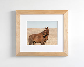 Guard- Wild Stallion Photograph