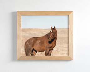Guard- Wild Stallion Photograph