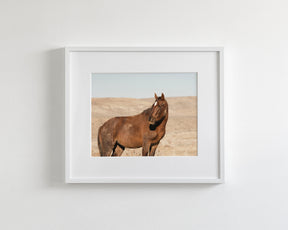 Guard- Wild Stallion Photograph