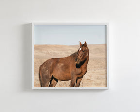 Guard- Wild Stallion Photograph