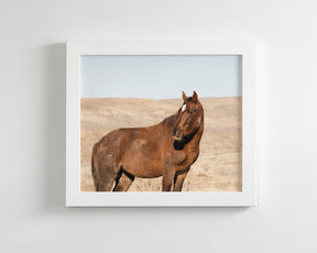 Guard- Wild Stallion Photograph