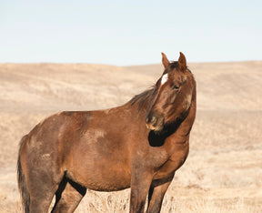 Guard- Wild Stallion Photograph