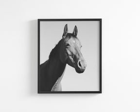 Simple Horse Portrait