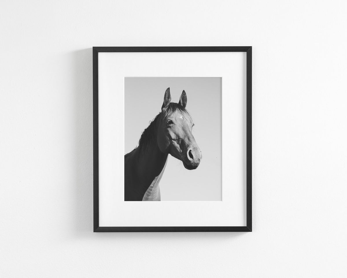 Simple Horse Portrait