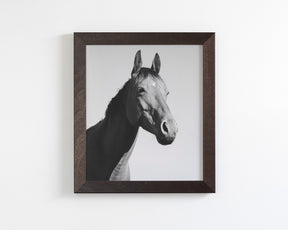 Simple Horse Portrait
