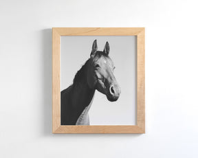 Simple Horse Portrait