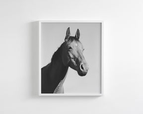 Simple Horse Portrait