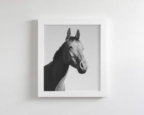 Simple Horse Portrait