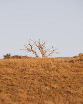 Warm Barren Landscape