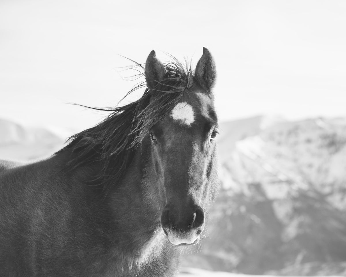 Snow Mountain Horse