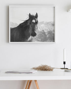 Snow Mountain Horse