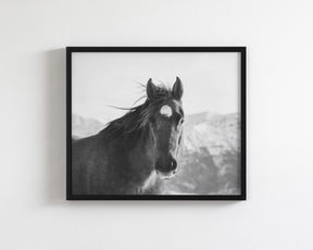 Snow Mountain Horse