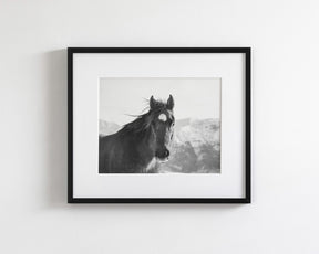 Snow Mountain Horse